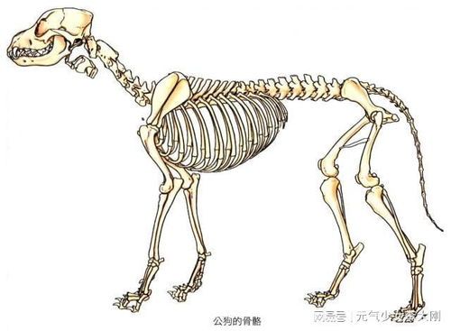 狗狗骨骼系统结构与生长发育指南