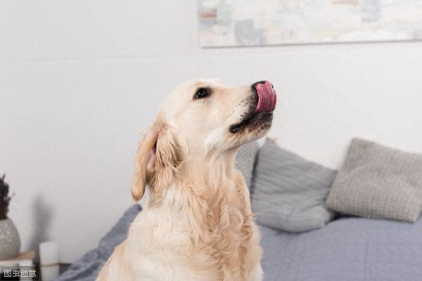 狗狗舔不同的事物，代表不同的意思，主人了解吗？