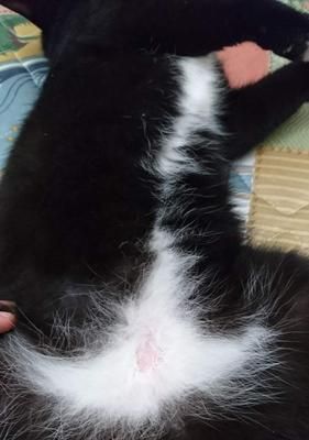 宠物猫掉毛，如何解决（15种有效减少宠物猫掉毛的方法）