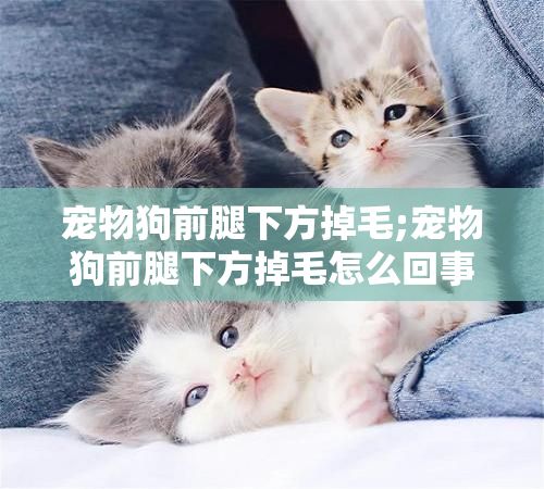 宠物狗前腿下方掉毛;宠物狗前腿下方掉毛怎么回事