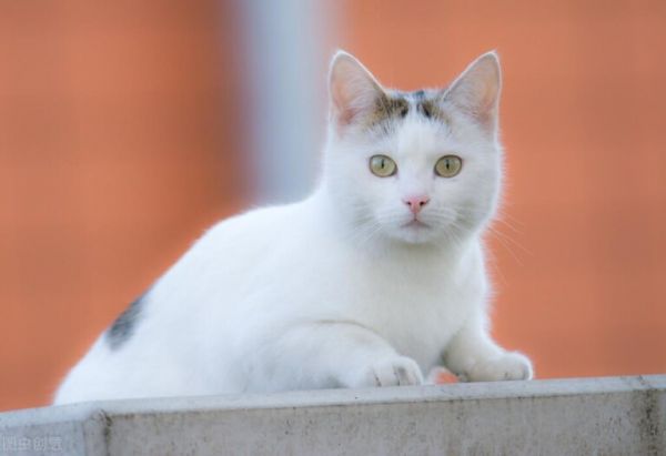 猫咪为什么掉毛?附猫咪严重掉毛的处理措施