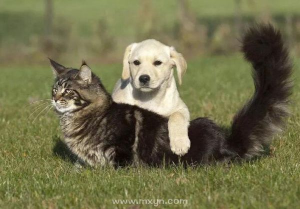 梦见小猫小狗