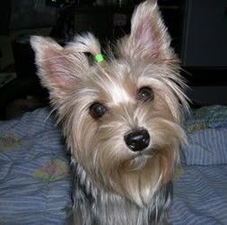 帕特大勒梗犬价格一览:宠物界的经济之选!