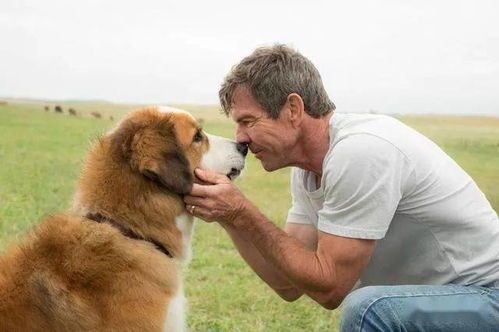 帕特大勒梗犬价格一览:宠物界的经济之选!