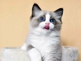 较大CFA认证猫舍自家繁殖纯种布偶猫 可上门 看父母