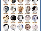 同城推荐 塔城正规猫舍 买纯种猫咪 品种齐全 可挑选