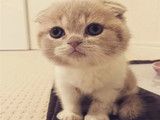 较大CFA认证猫舍自家繁殖纯种折耳猫 可上门 看父母