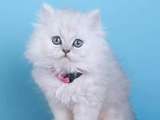 较大CFA认证猫舍自家繁殖纯种金吉拉猫 可上门 看父母