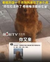 老板开店一个月金毛来吃了半个月_等啊等病都好了，主人却3个月不露面！放在杭州宠物店寄养的金毛“贝克”好忧伤