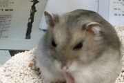 养仓鼠一定要用浴沙吗