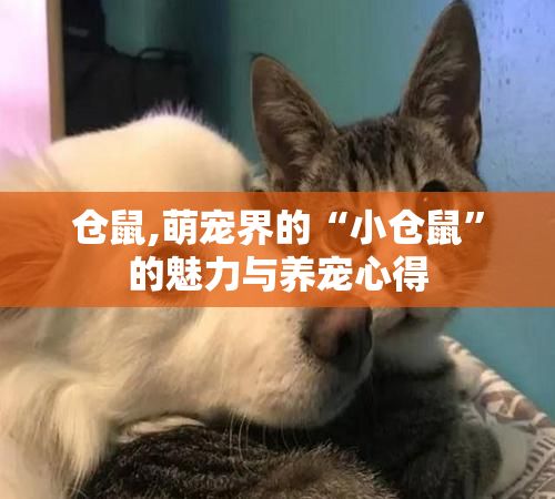 仓鼠,萌宠界的“小仓鼠”的魅力与养宠心得