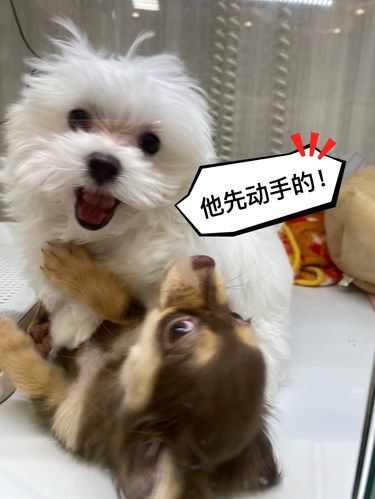 一条心机狗的胜利～
