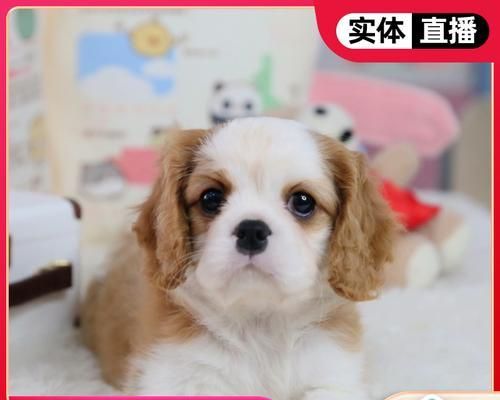 如何科学喂养查理王犬（健康的饮食习惯让宠物快乐成长）