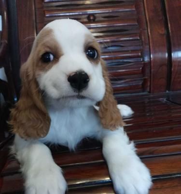 如何科学喂养查理王犬（健康的饮食习惯让宠物快乐成长）
