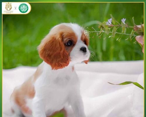 如何科学喂养查理王犬（健康的饮食习惯让宠物快乐成长）