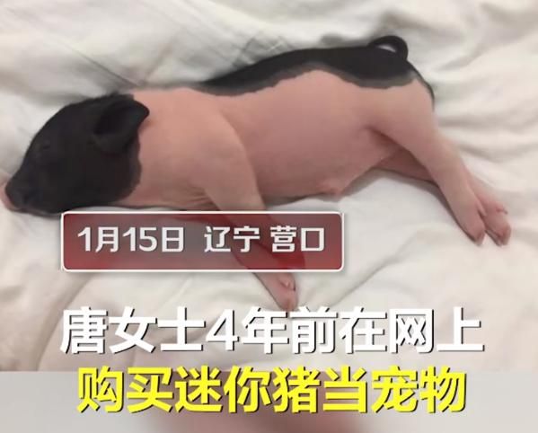 宠物猪300斤