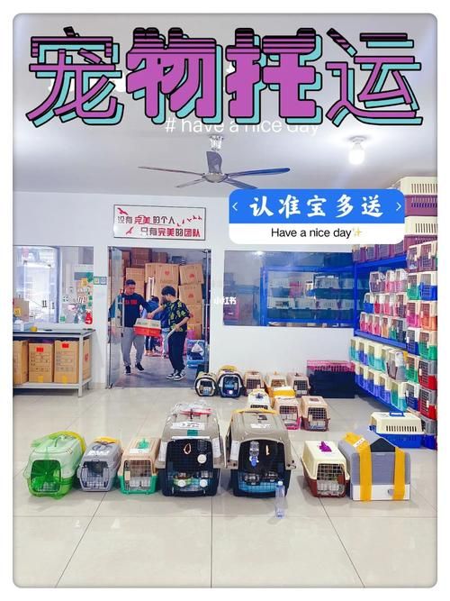 宠物托运猪,宠物猪怎么托运