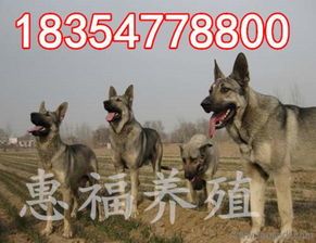 狼青犬价格一览：宠物界的经济宠儿！