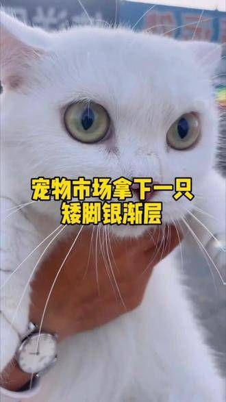 宠物市场淘到一只矮脚银渐层 ，帮粉丝挑选爱猫，分享买猫避坑经验