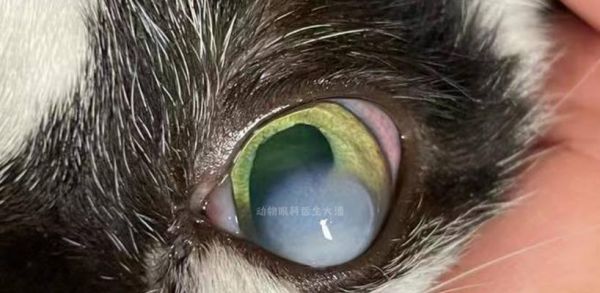 猫咪角膜炎是否需要手术（了解治疗方案和手术风险）