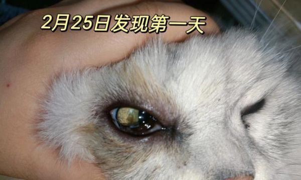 猫咪角膜炎是否需要手术（了解治疗方案和手术风险）