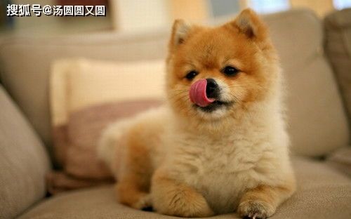 如何正确调整奶狗狗粮水温?宠物护理必备技巧!