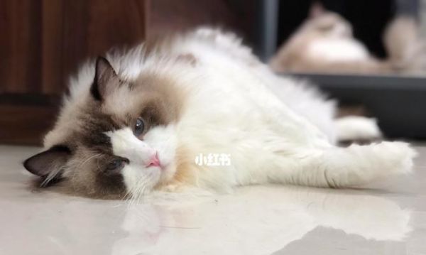 萌宠小贴心——探秘小巧粘人猫（迷人外貌下的细节关爱）