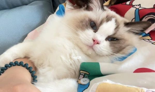 萌宠小贴心——探秘小巧粘人猫（迷人外貌下的细节关爱）