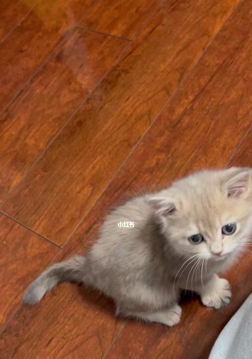 萌宠小贴心——探秘小巧粘人猫（迷人外貌下的细节关爱）