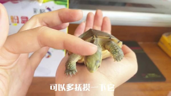 如何让乌龟更加粘人一点?4 个方法看完你也会!