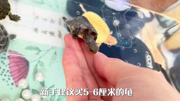如何让乌龟更加粘人一点?4 个方法看完你也会!