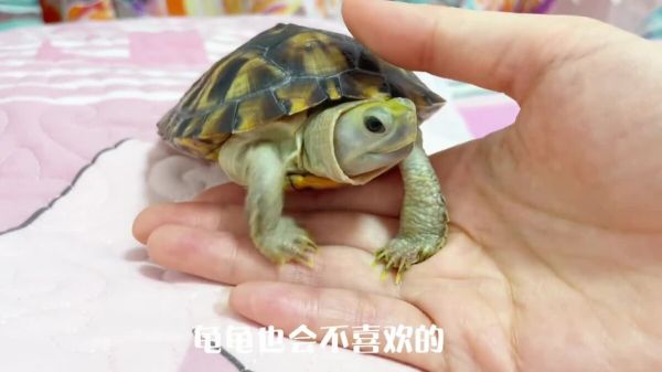如何让乌龟更加粘人一点?4 个方法看完你也会!