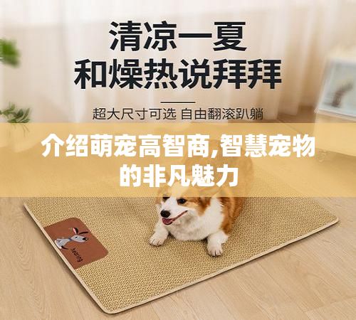 介绍萌宠高智商,智慧宠物的非凡魅力