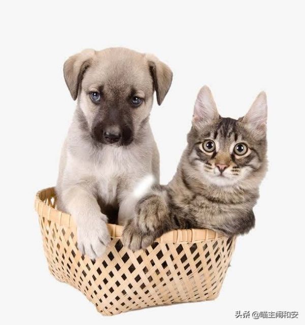家猫当真比狗笨？家猫智商相当于人类一岁半婴儿 