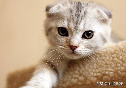 家猫当真比狗笨？家猫智商相当于人类一岁半婴儿 