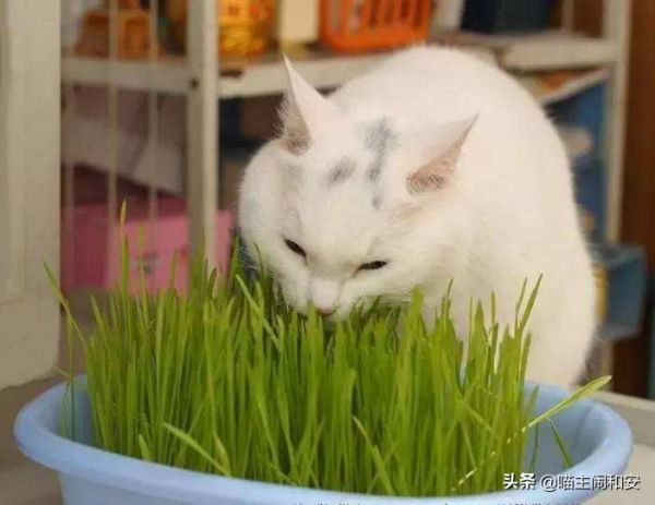 家猫当真比狗笨？家猫智商相当于人类一岁半婴儿 