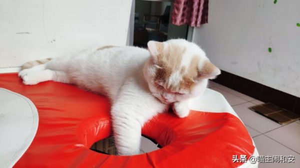 家猫当真比狗笨？家猫智商相当于人类一岁半婴儿 