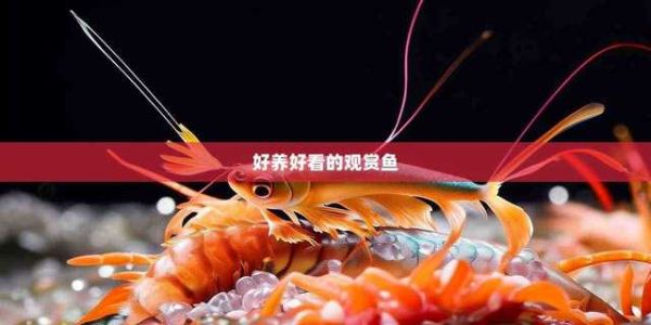 好养好看的观赏鱼