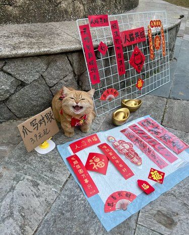 提前布局，小猫卖对联～