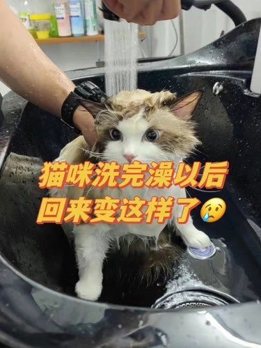 猫咪洗完澡以后回来变这样了 