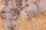 养仓鼠怎么喝水