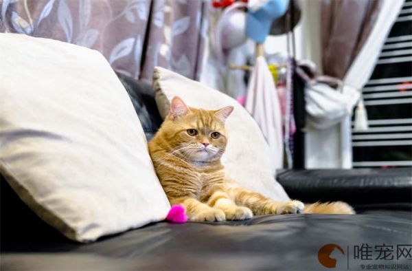 猫腿疼怎么办一动腿就叫