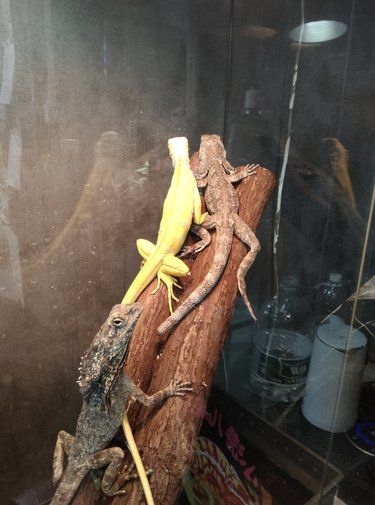 打开宠物新世界