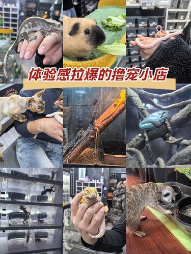 秒杀各种撸宠大店的一家小店