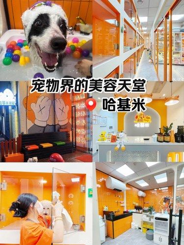 洗澡 美容 寄养就到哈基米萌宠店