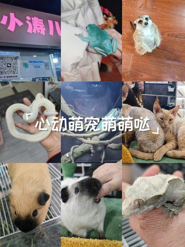尾巴摇摇超治愈