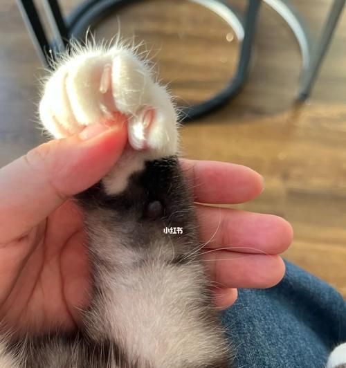猫咪生完后肚皮还有毛吗（探究母猫生产后的身体变化和护理方法）