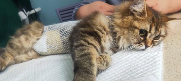 猫咪生完后肚皮还有毛吗（探究母猫生产后的身体变化和护理方法）