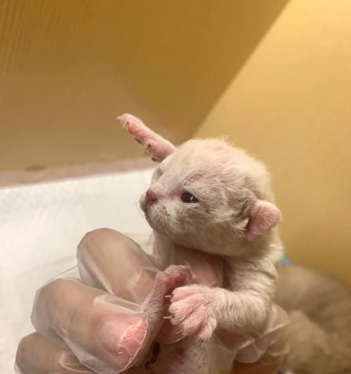 猫咪生完后肚皮还有毛吗（探究母猫生产后的身体变化和护理方法）