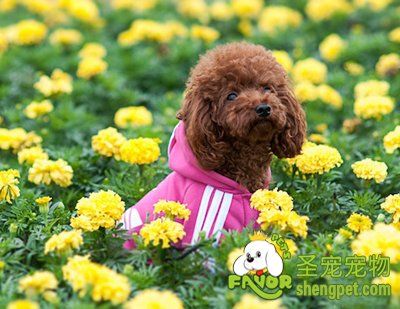 贵宾犬